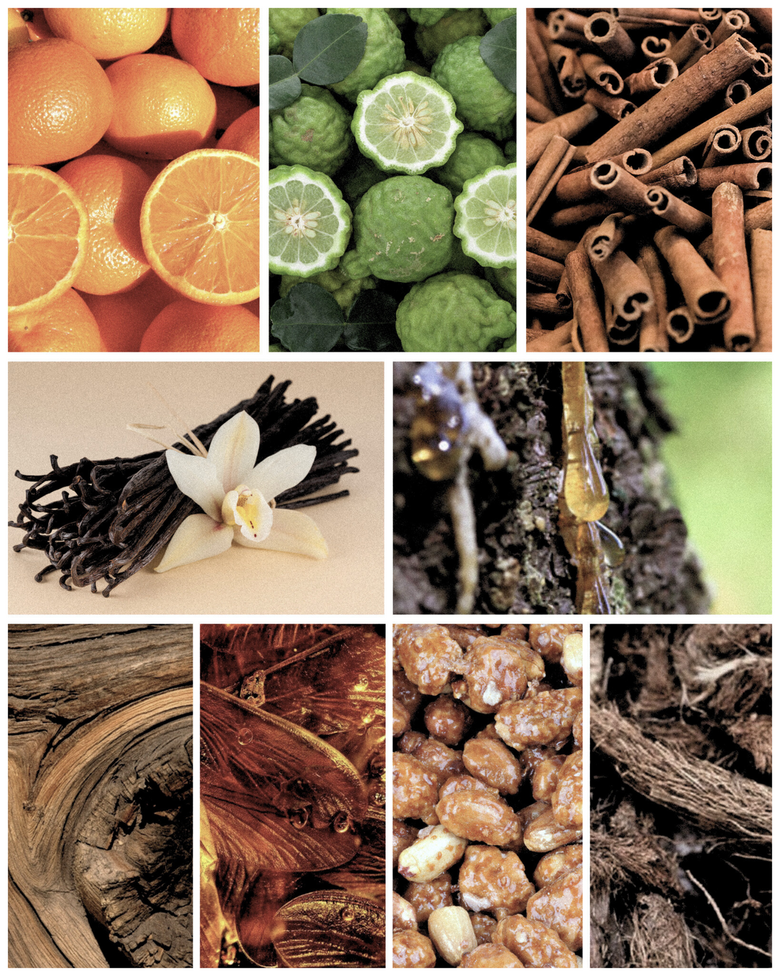 Fragrance Notes