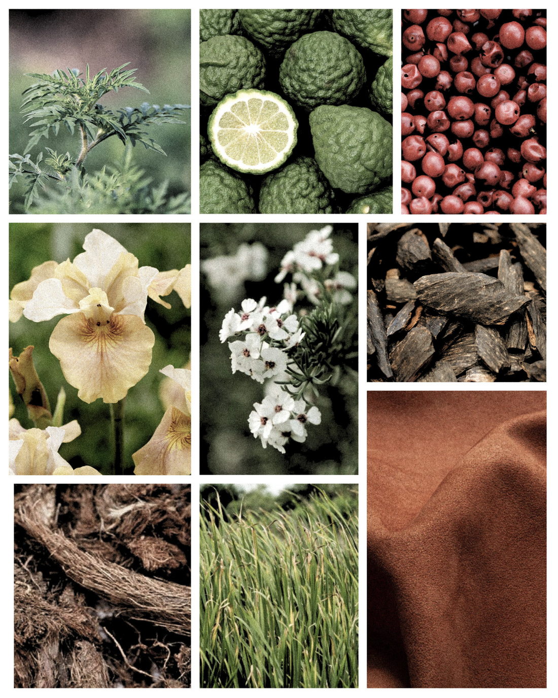 Fragrance Notes