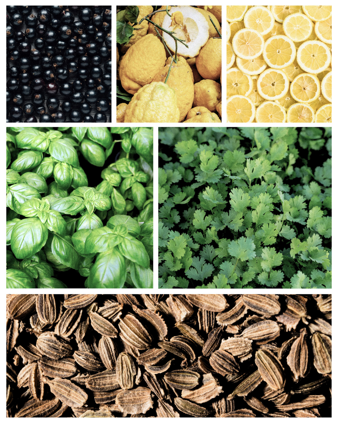 Fragrance Notes