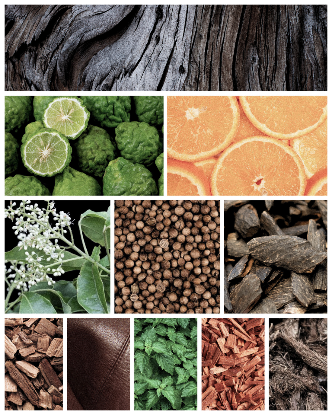 Fragrance Notes